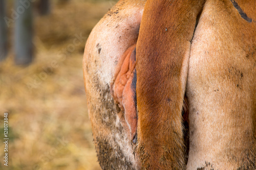 show butts cow in farm,Brahman Cattle in stables