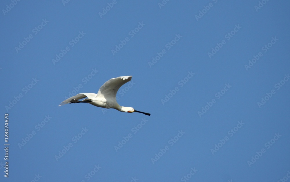 spatule blanche en vol,Platalea leucorodia