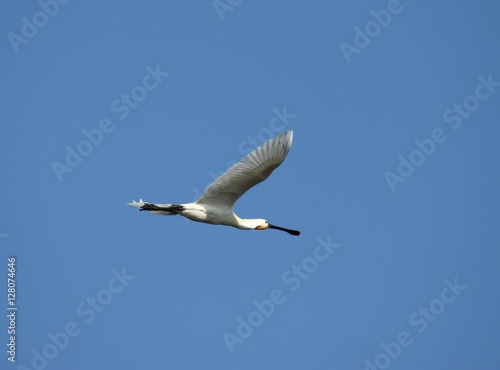 spatule blanche en vol Platalea leucorodia