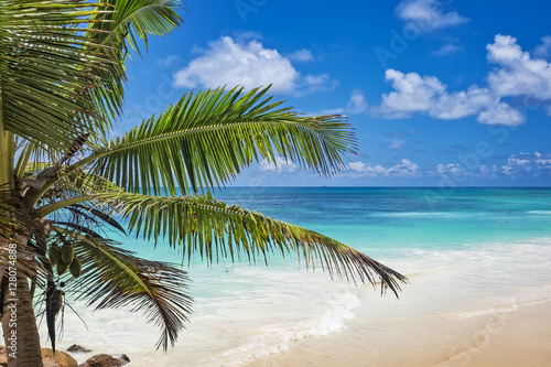 Fototapeta Naklejka Na Ścianę i Meble -  Palm tree leaves over blue ocean
