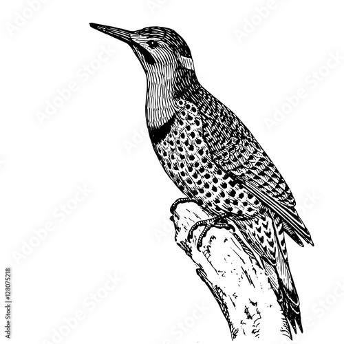 bird woodpecker on a branch