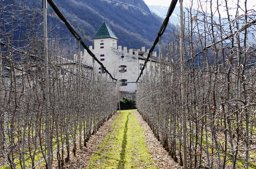 Weinstöcke in Auer, Südtirol photo