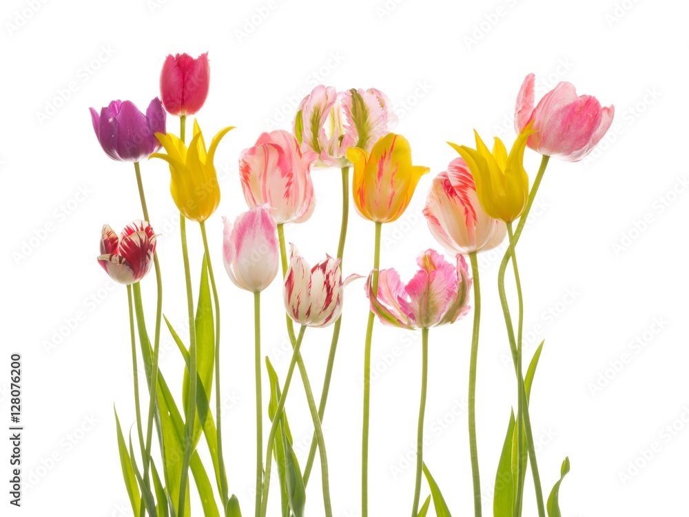 bright tulips on a white background