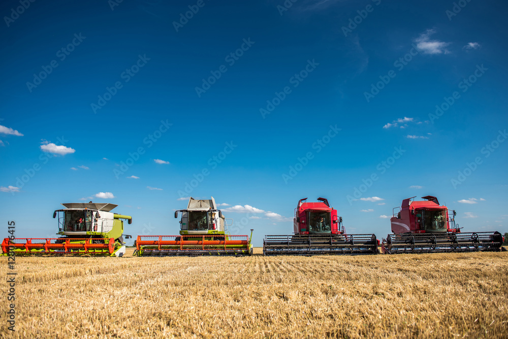 Obraz premium Combine harvesting wheat