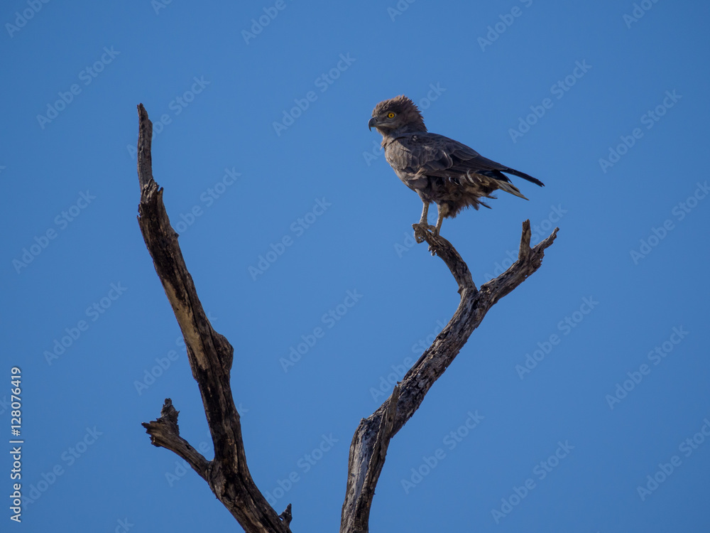 Portrait of African brown snake eagle looking over shoulder sitting on dead tree with blue sky, Moremi NP, Botswana Portrait of African brown snake eagle looking over shoulder sitting on dead tree with blue sky, Moremi NP, Botswana