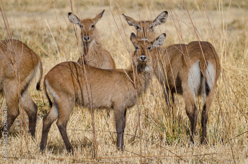 Fototapeta premium Small herd of water buck antelopes hiding in between tall dry grass in Pendjari NP, Benin