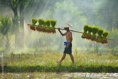 The farmer holding ricebaby on green fields ,Thailand,thailand farmer,Thailand rice,thai fields,Thailand culture,ricebaby plants photo