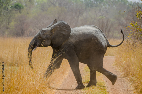 Young African elephant running across track in Pendjari National Park, Benin, Africa photo