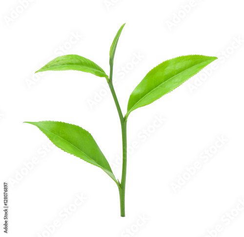 Green tea leaf isolated on white background. © akepong srichaichana