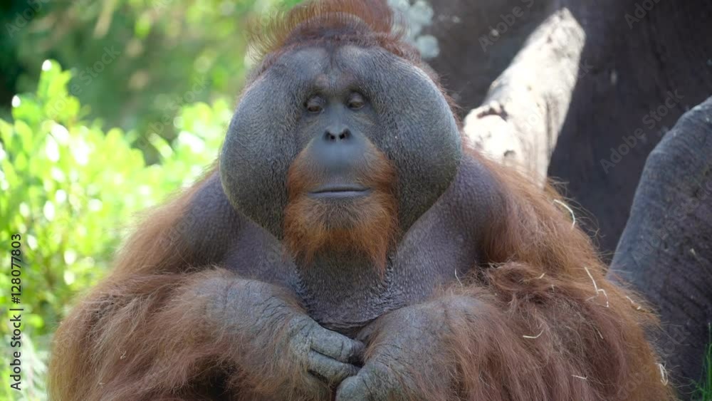 A big male Orangutan sitting solemnly looking around it has big head with brown hair on the head in Ireland