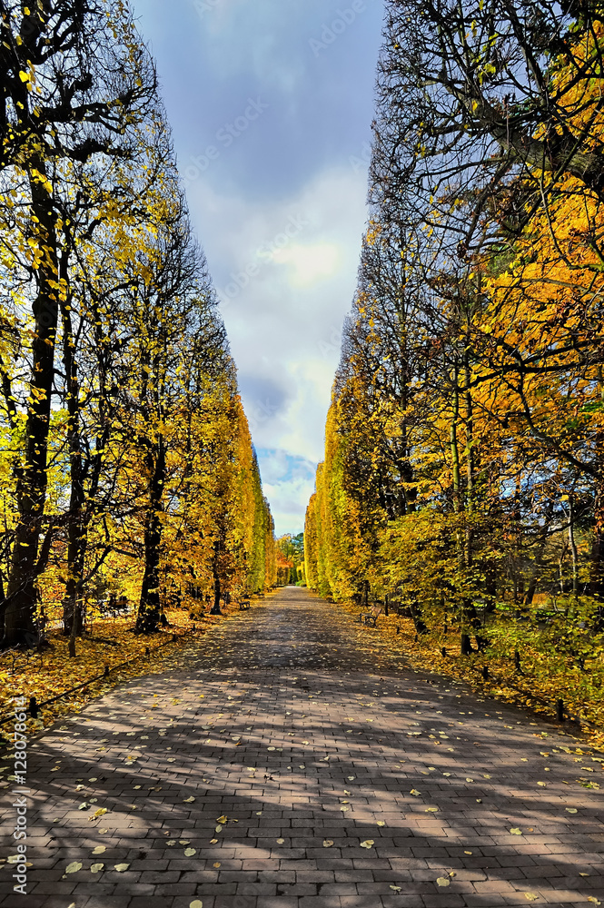 Fototapeta premium Autumn Landscape. Park in Autumn. The bright colors of autumn in the park 