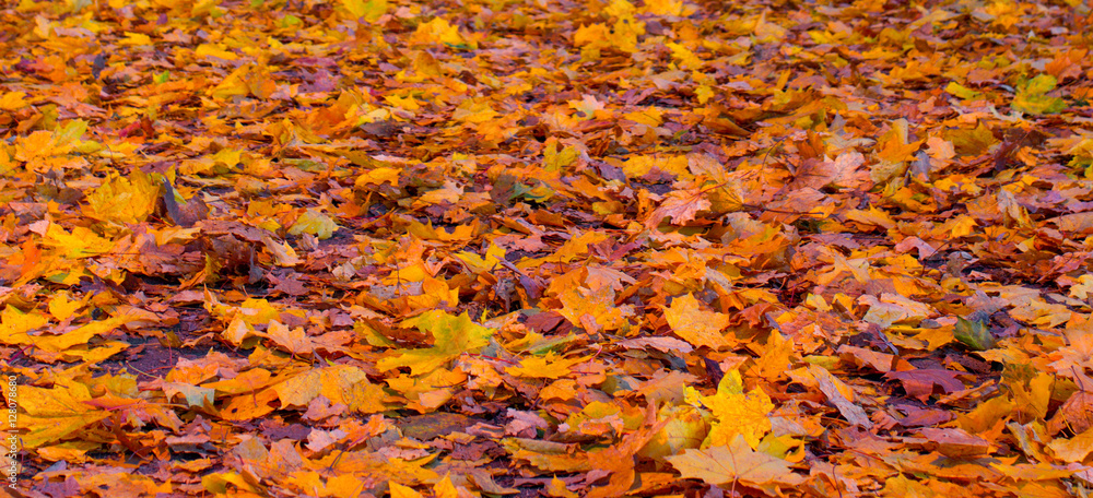 Autumn, fallen yellow leaves.