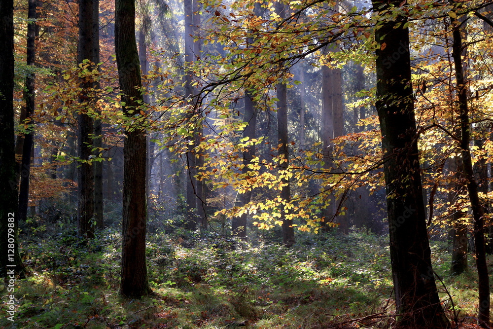 Lichteinfall im Herbstwald