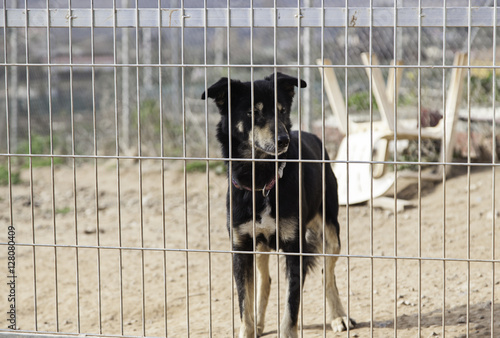 Sad abandoned dogs