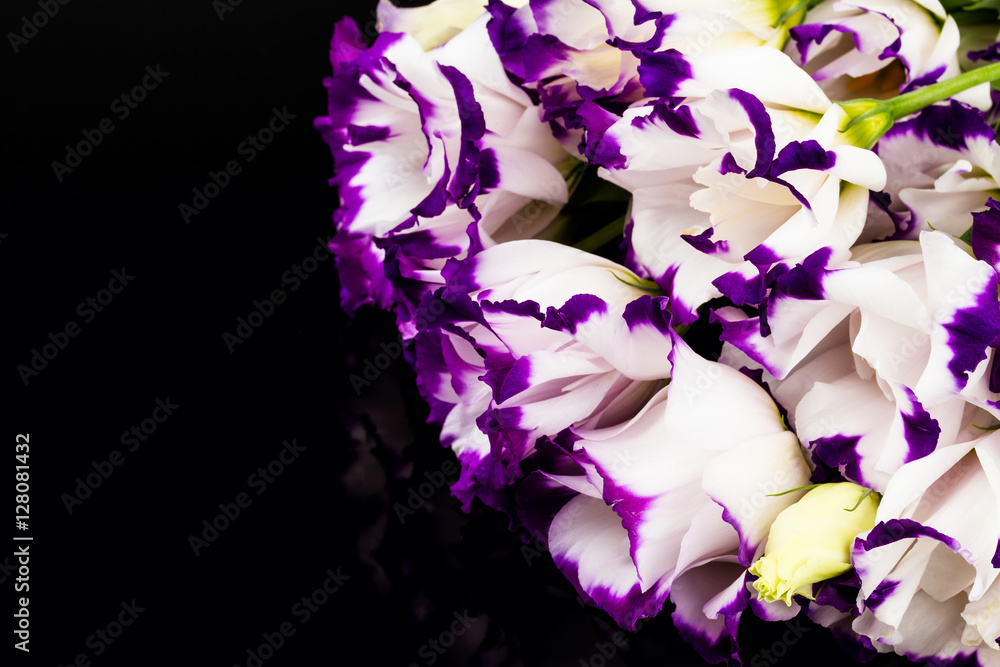white-purple lily