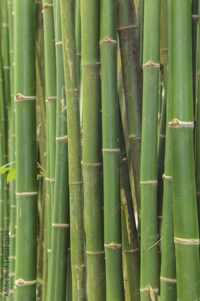 Obraz premium Bamboo background