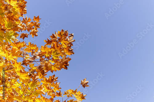 Autumn orange maple leaves against the blue sky