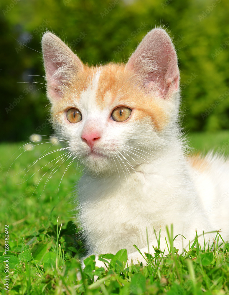 Small kitten lying in the grass.