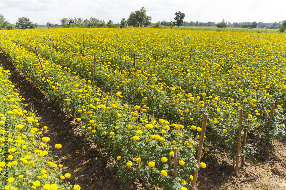 Beautiful marigold field on blue sky