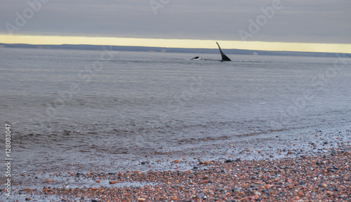 Whale at Doradillo beach in Puerto Madryn, Chubut, Argentina. photo
