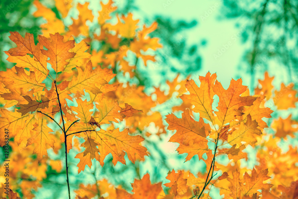 Oak branch with yellow leaves in the forest in autumn at sunset Oak branch with yellow leaves in the forest in autumn at sunset