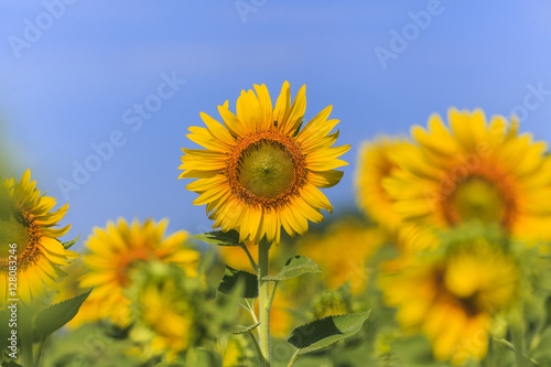 Beautiful sunflower field on blue sky