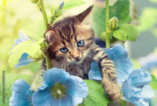 Portrait of little kitten in the garden with ble mallow flowers photo