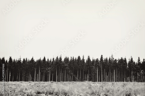 row of pinetrees in black & white photo