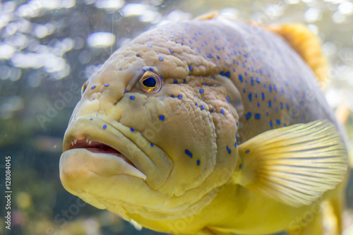 blue spotted grouper fish.