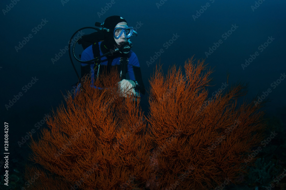 Naklejka premium Diver and coral