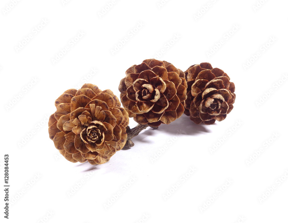 Three natural dry flower shaped pine cones with branch isolated on white background, Close-up Three natural dry flower shaped pine cones with branch isolated on white background, Close-up