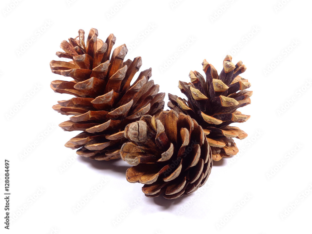 Close-up of three natural dry pine cones in different sizes isolated on white background Close-up of three natural dry pine cones in different sizes isolated on white background