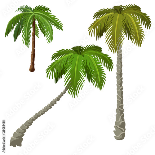 Three palm trees on a white background