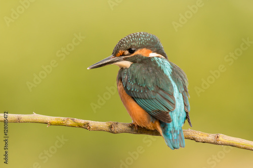 Kingfisher perched on a branch © Gelpi