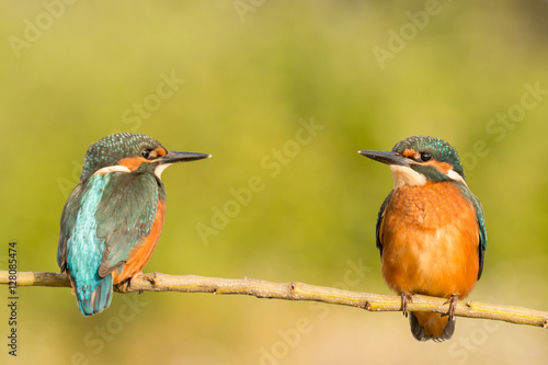 Kingfisher couple perched on a branch