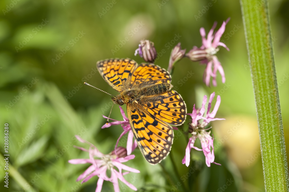 Obraz premium yellow butterfly on flower