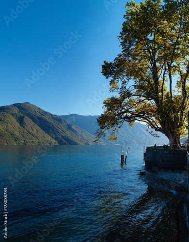 Albero sulla sponda del Lago di Como photo