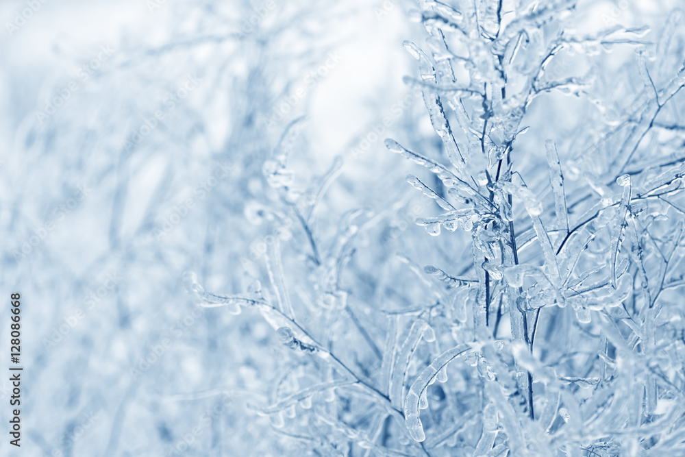 Grass branches frozen in the ice. Frozen grass branch in winter. Grass branches frozen in the ice. Frozen grass branch in winter.