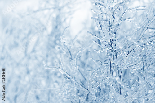 Grass branches frozen in the ice. Frozen grass branch in winter. © Сyrustr