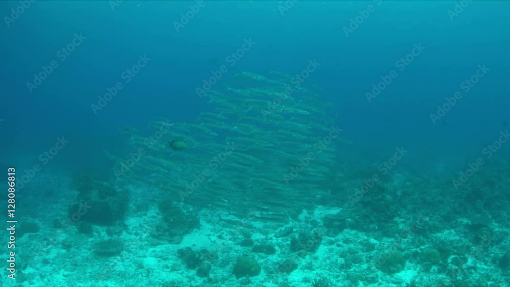 School of Barracudas on a coral reef. Light reflections, sunrays 4k footage School of Barracudas on a coral reef. Light reflections, sunrays 4k footage