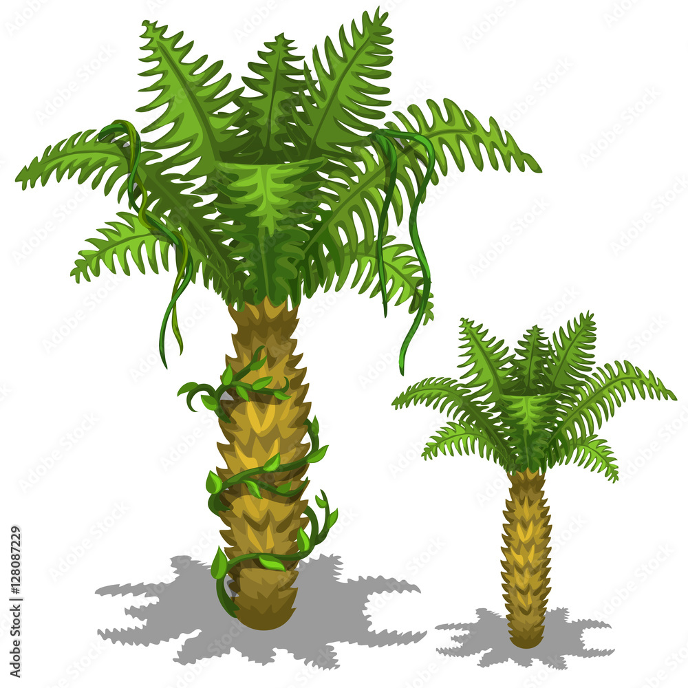 Pineapple palm tree on a white background. Vector Stock Vector Adobe Stock