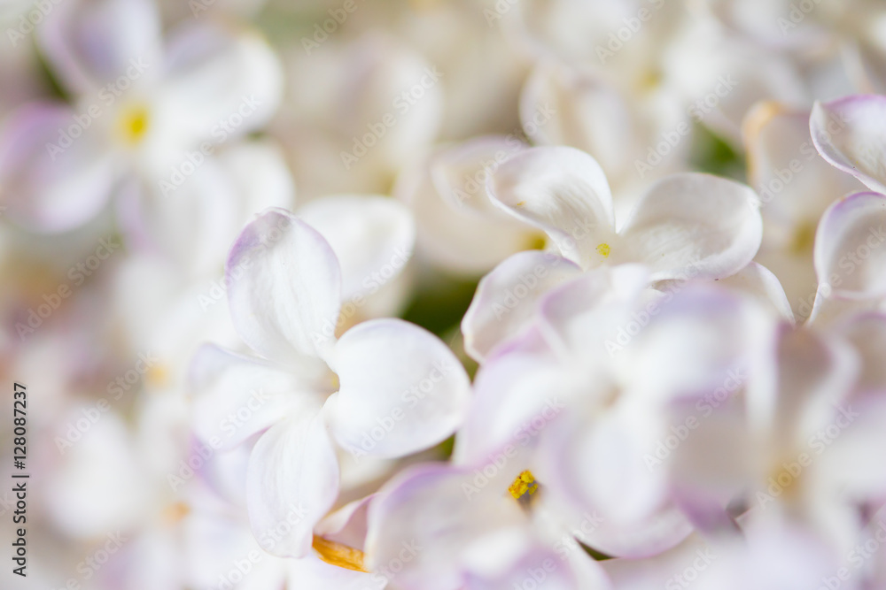 Fototapeta premium nice lilac