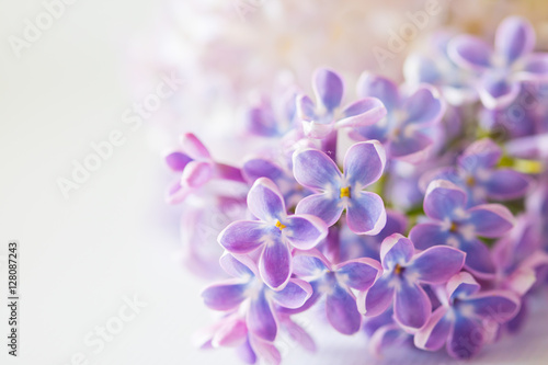 nice lilac