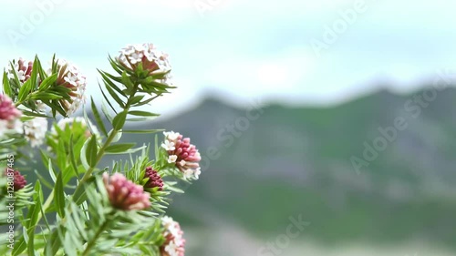 Mongolian wild flowers dancing with the wind in gorkhi national park terelj.