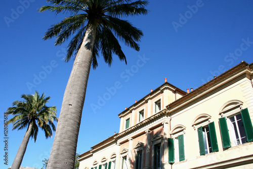 palm trees and house