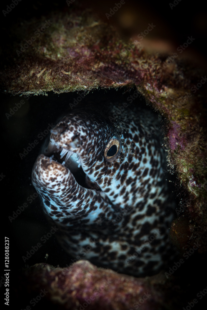 Spotted Moray (Gymnothorax moringa) on the Front Porch dive site, Bonaire, Netherlands Antilles Spotted Moray (Gymnothorax moringa) on the Front Porch dive site, Bonaire, Netherlands Antilles