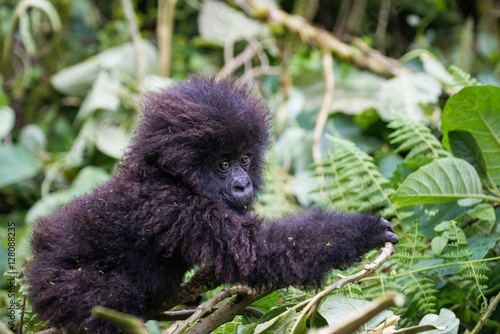 Foto Baby Gorilla, Volcanoes national Park, Rwanda