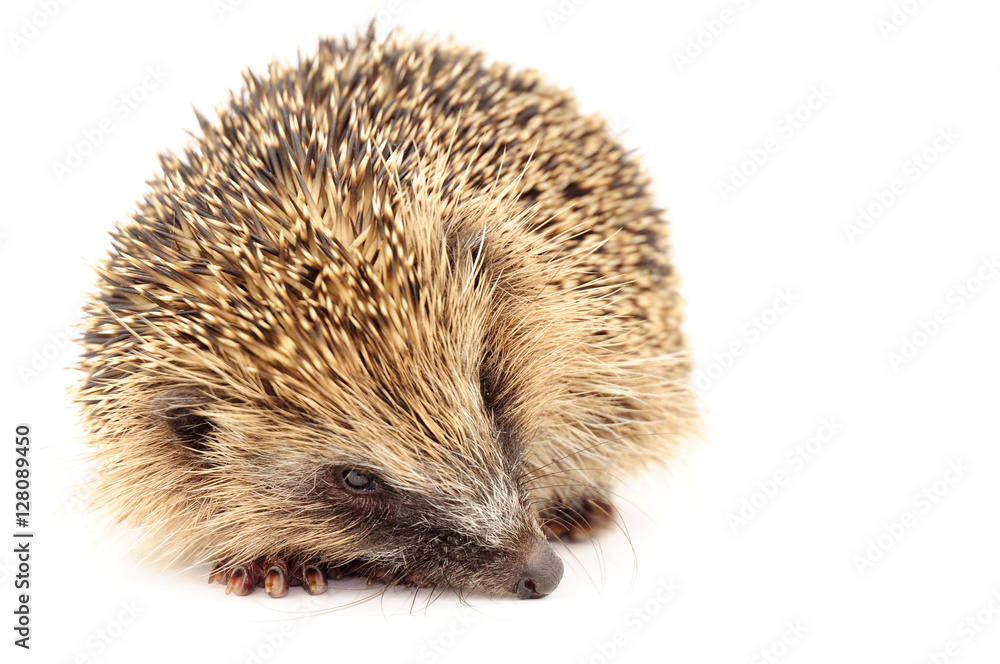 Young European Hedgehog Young European Hedgehog