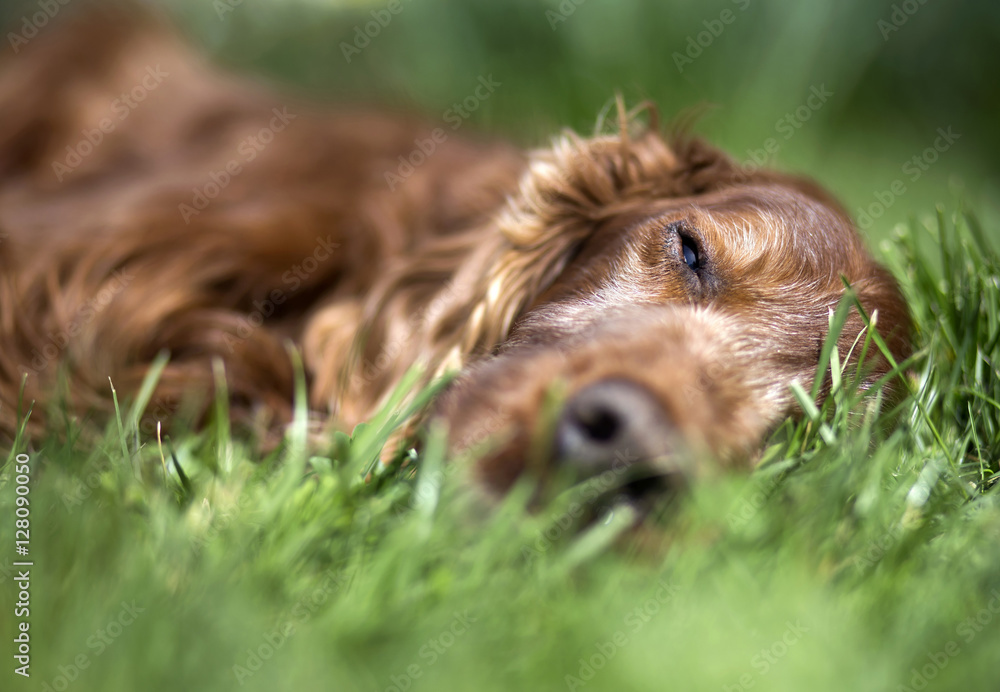 Obraz premium Portrait of a beautiful old sleeping Irish Setter dog