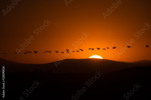 Sandhill Crane migration